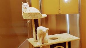 88943757_2902268316501193_8906153560622759936_o